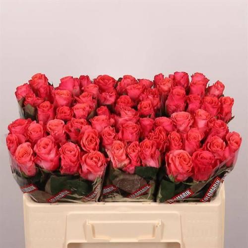 Rosa grootbloemig Pink Tacazzi+