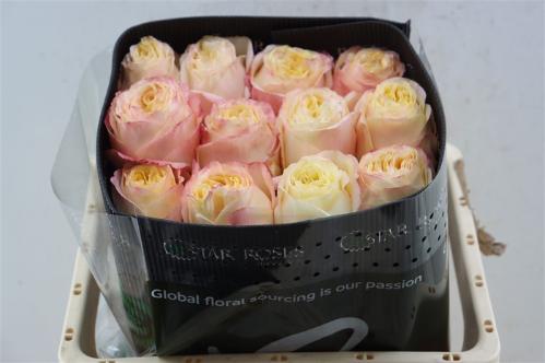 Rosa grootbloemig overig