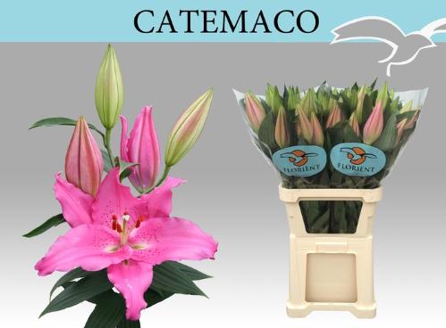 Lilium Oriental Grp 'Catemaco'