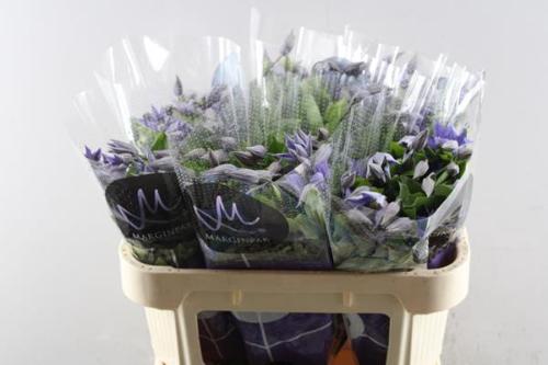 Clematis Amazing Sofia