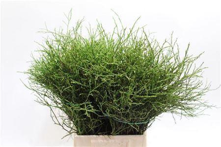 Vaccinium myrtillus per bos