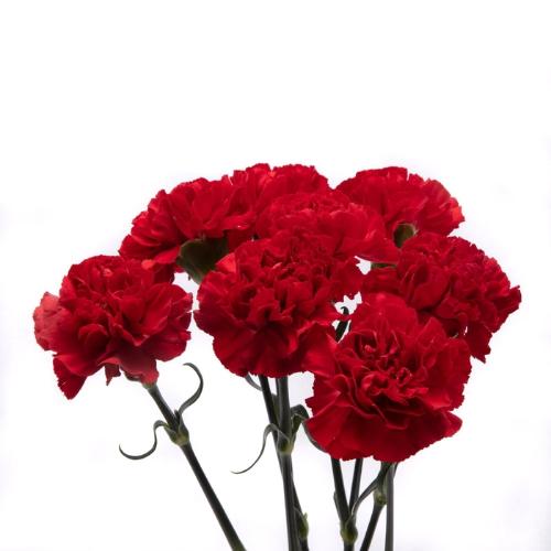 Dianthus standaard overig