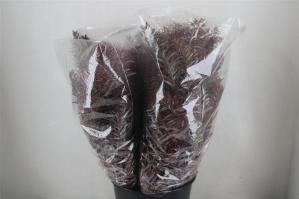 Acacia baileyana bloeiend per bos 'Purpurea'Dealbata Grp