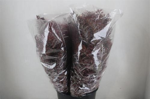 Acacia baileyana bloeiend per bos 'Purpurea'Dealbata Grp