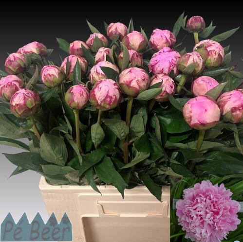 Paeonia Lactiflora Grp 'Sarah Bernhardt'