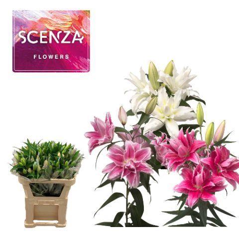 Lilium (Oriental Grp) dubbel overig