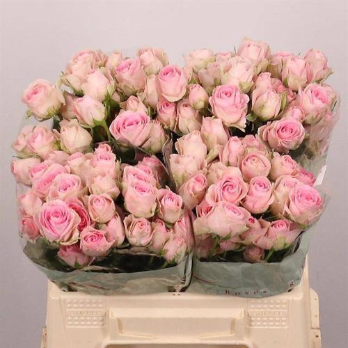 Rosa tros Good Mood