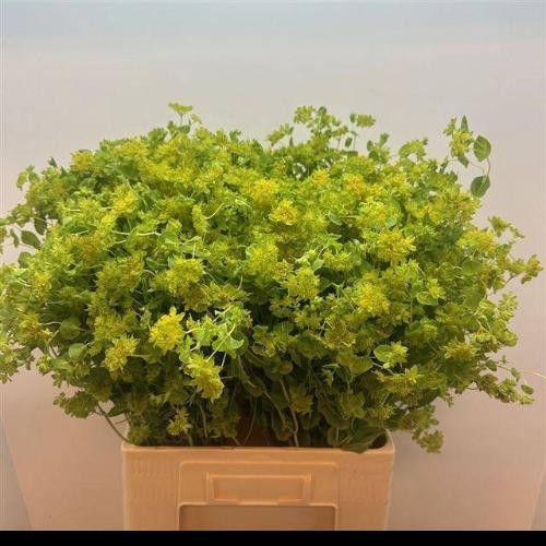 Bupleurum griffithii