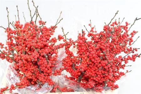 Ilex verticillata