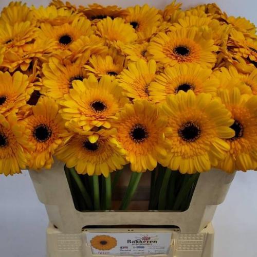 Gerbera mini Tweety