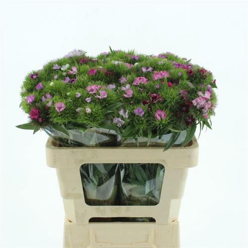 Dianthus barbatus 'Sweet Will Pink'