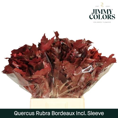 Quercus rubra kleurbehandeld H%
