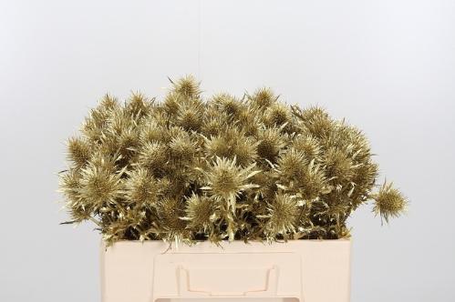 Eryngium alpinum kleurbehandeld H%