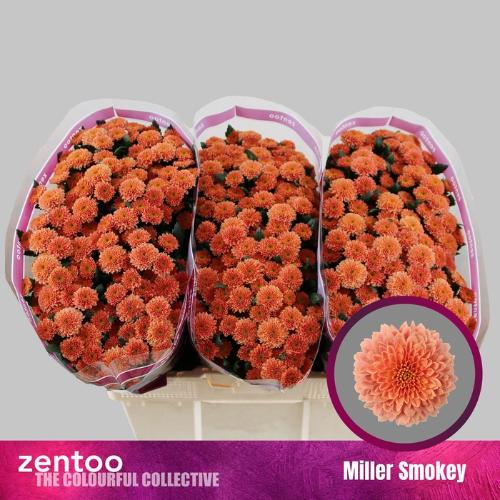 Chrysanthemum (Indicum Grp) tros santini Miller Smokey