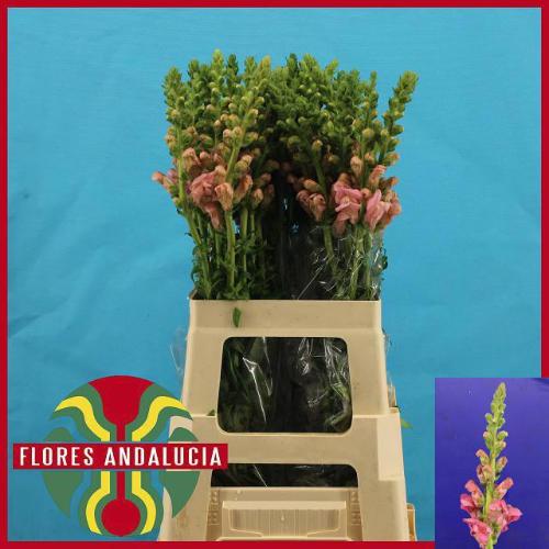 Antirrhinum majus 'Potomac Early Pink'
