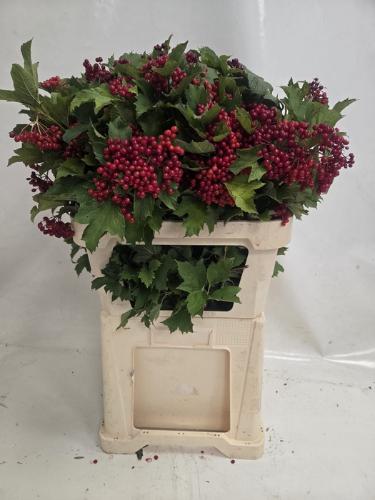 Viburnum per tak opulus 'Compactum'