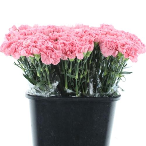 Dianthus standaard overig