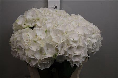 Hydrangea macrophylla 'Schneeball'