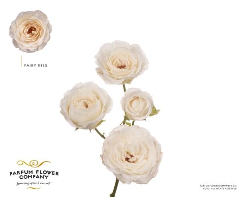Rosa tros overig