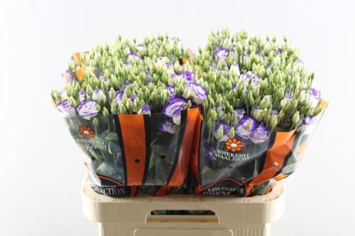 Eustoma russellianum gevuldbloemig 'Rosita Blue Picotee'