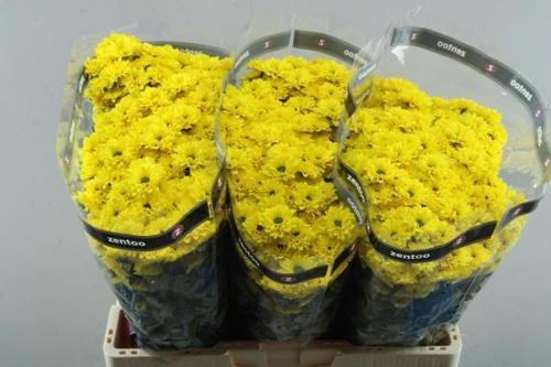 Chrysanthemum (Indicum Grp) tros santini Aaa Skippy