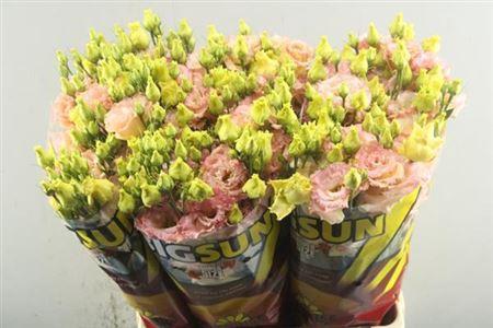 Eustoma russellianum gevuldbloemig 'Alissa Champagne'