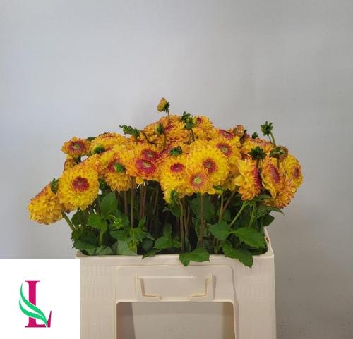 Dahlia 'Sunny Boy'