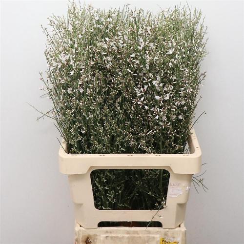 Genista kleurbehandeld H%