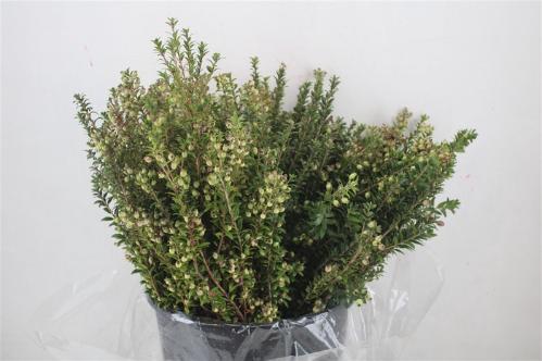 Myrtus communis