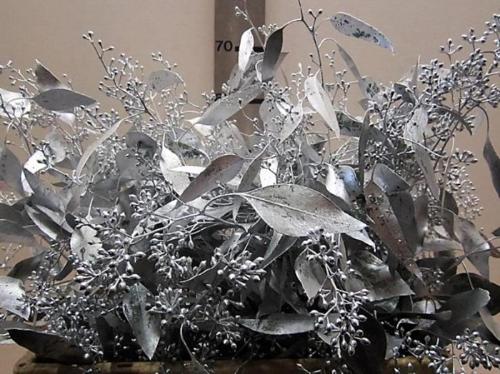 Eucalyptus kleurbehandeld per bos H%