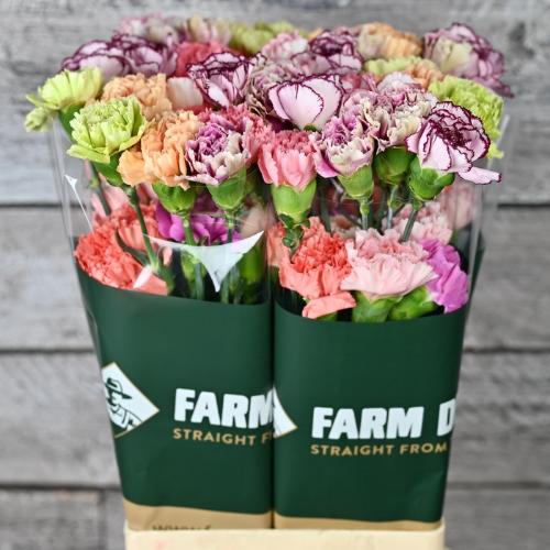 Dianthus standaard gemengd in bos