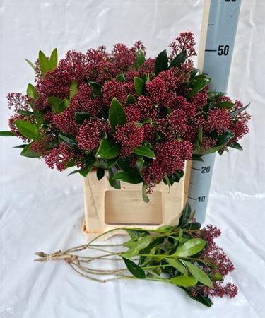 Skimmia per bos japonica 'Rubella'