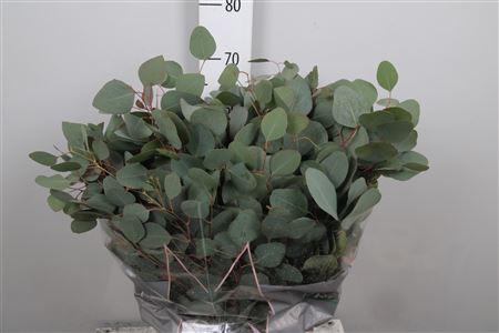 Eucalyptus per bos polyanthemos