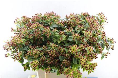 Hypericum inodorum Magical Fall