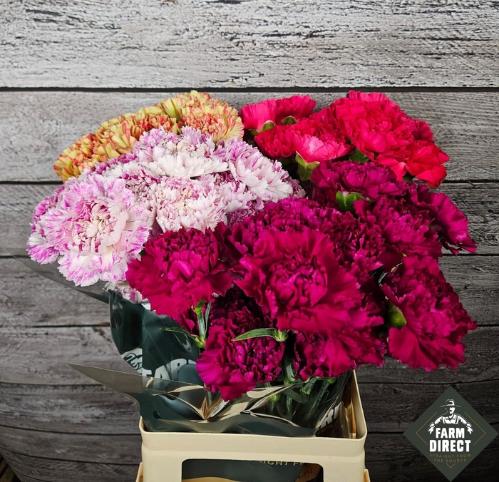 Dianthus standaard gemengd in fust