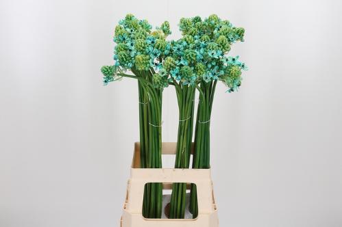 Ornithogalum saundersiae kleurbehandeld H%