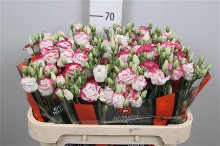 Eustoma russellianum gevuldbloemig 'Excalibur Hot Lips'