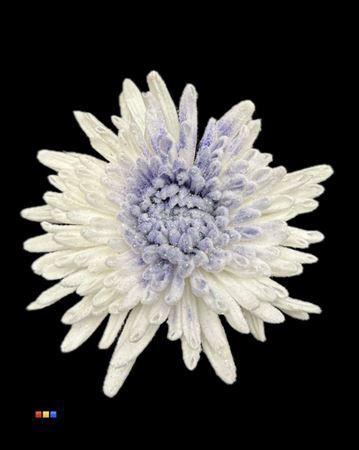 Chrysanthemum geplozen kas kleurbehandeld H%