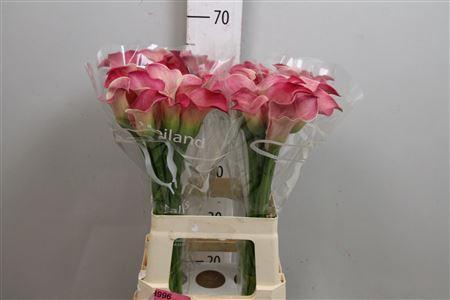 Zantedeschia 'Captain Romance'