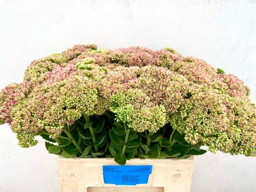 Sedum spectabile