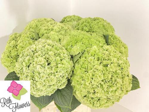 Hydrangea macrophylla Royal Highness (classic)