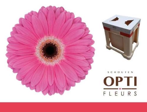 Gerbera grootbloemig 'Dreamer'