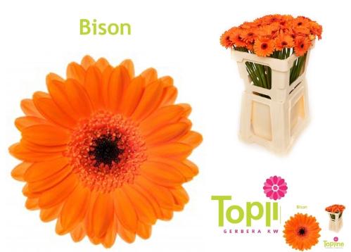 Gerbera mini 'Bison'