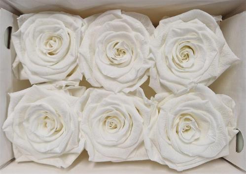 Rosa grootbloemig kleurbehandeld H%