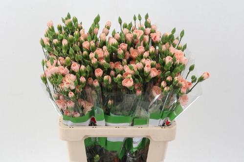 Dianthus tros Hamada
