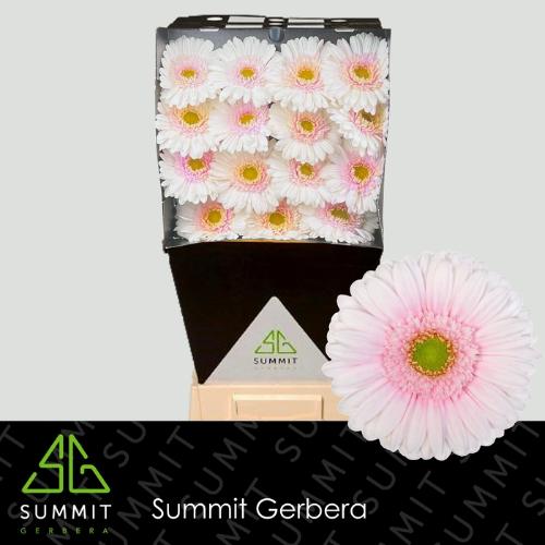 Gerbera grootbloemig Michelle