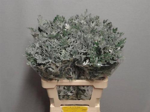 Senecio maritima