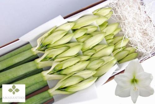 Hippeastrum Galaxy Grp 'Mont Blanc'