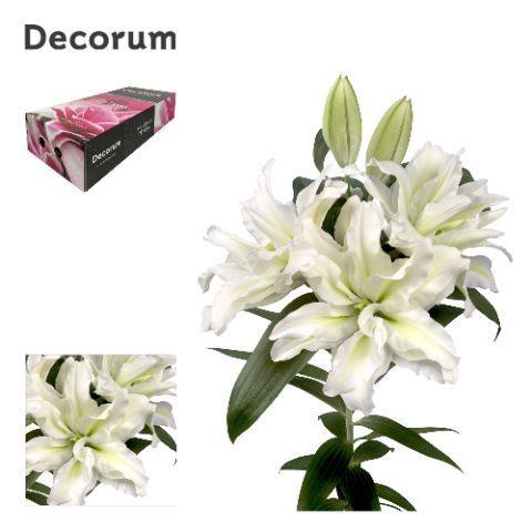 Lilium Oriental dubbel Grp Roselily Aisha