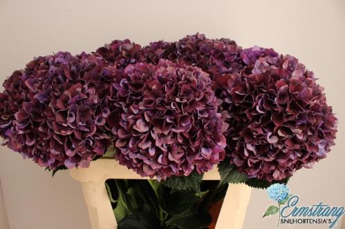 Hydrangea macrophylla Magical Rubyred (classic paars)